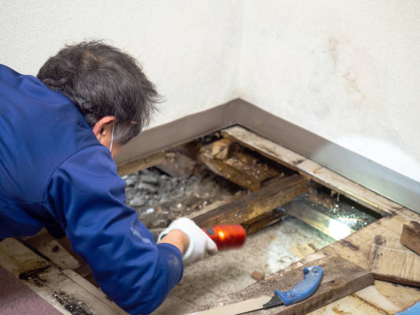 Vidor, TX Mold Removal Company