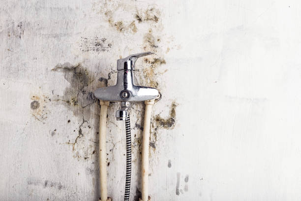 Best Toxic Mold Removal  in Vidor, TX