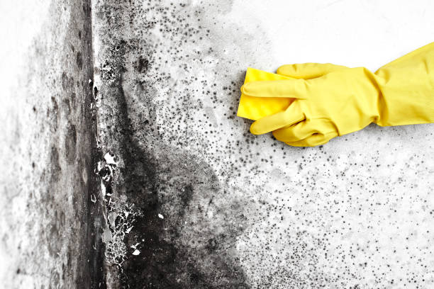 Best Mold Damage Repair  in Vidor, TX