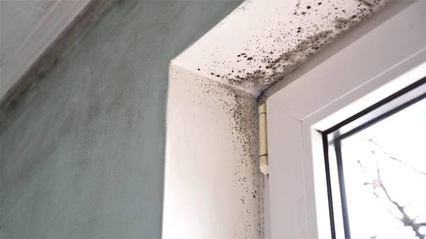 Home Mold Removal in Vidor, TX