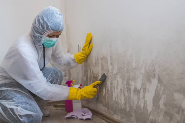 Best Home Mold Removal  in Vidor, TX