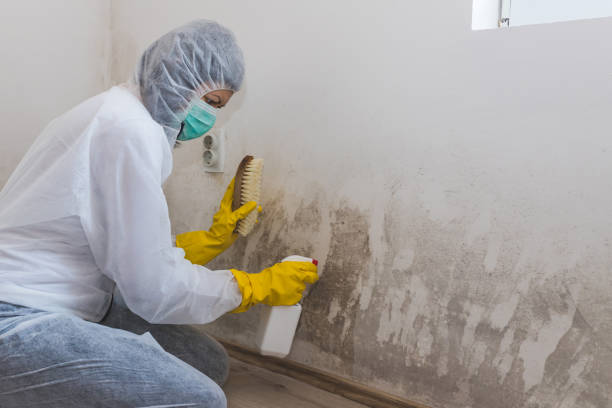 Best Local Mold Removal Service  in Vidor, TX