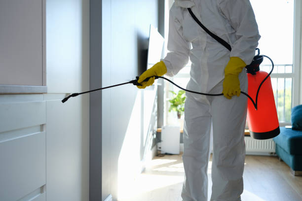 Best Local Mold Removal Service  in Vidor, TX