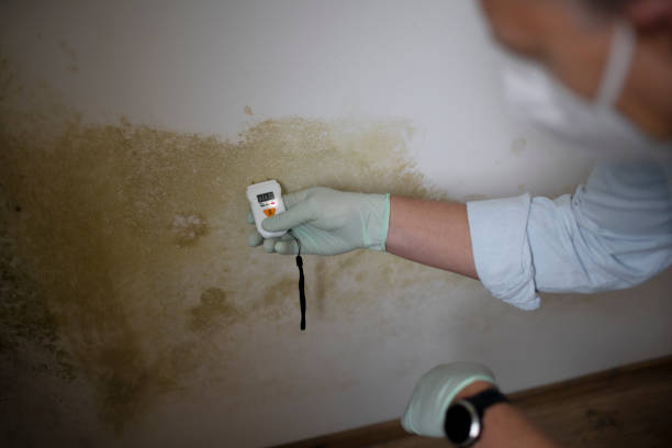Best Best Mold Removal Companies  in Vidor, TX