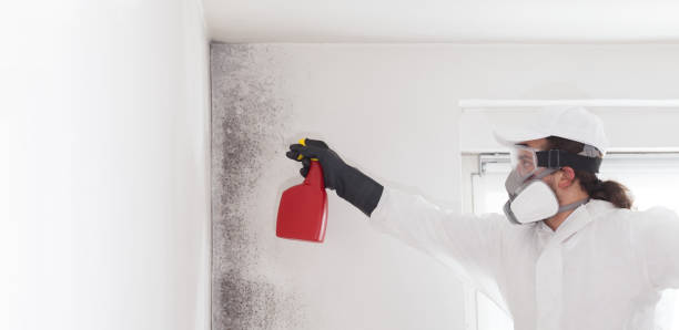 Best Office Mold Removal Services  in Vidor, TX