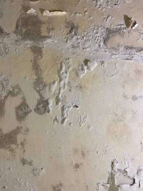 Best Certified Mold Removal  in Vidor, TX
